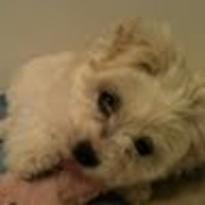 Meet your Posher, Merry